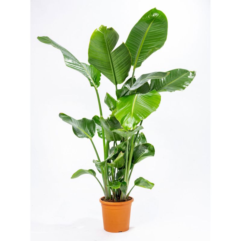 Plantiflor Baumstrelitzie Topf-Ø 19 cm,