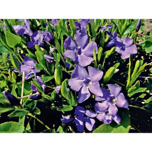 Plantiflor Immergrün Topf Dm 9,5 cm Plantiflor Immergrün Topf Dm 9,5 cm
