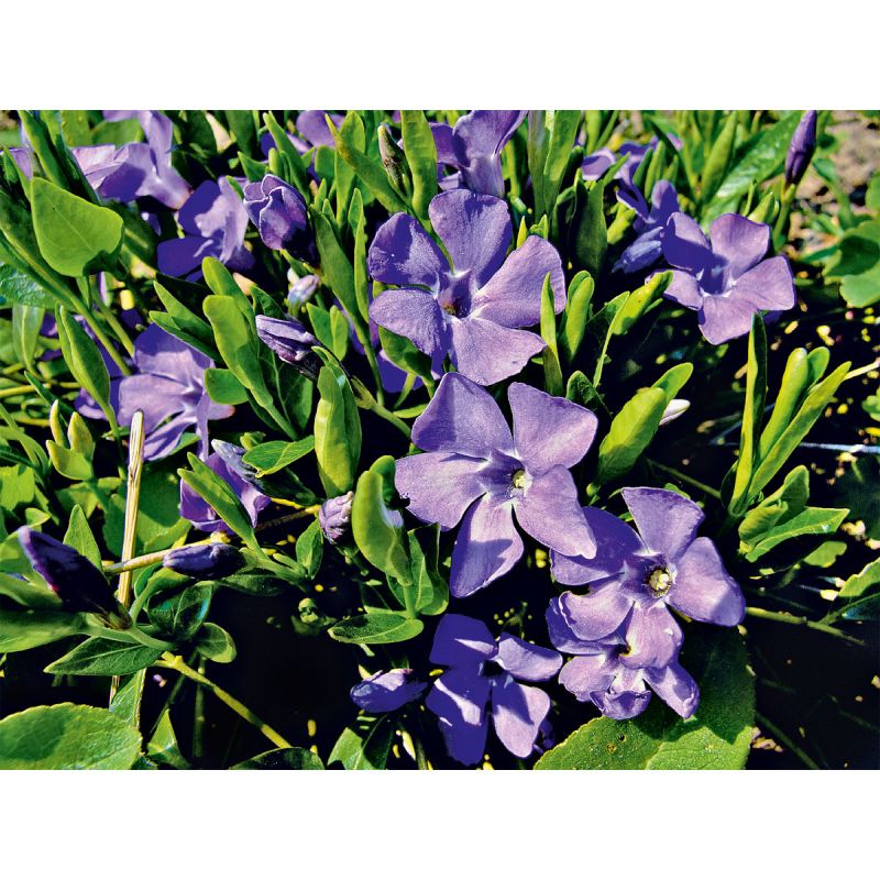 Plantiflor Immergrün Topf Dm 9,5 cm