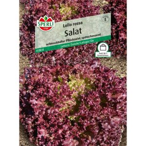 Sperli Pflücksalat Lollo rossa Sperli Pflücksalat Lollo rossa
