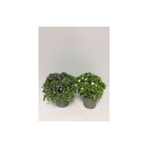 Plantiflor Blaues Lieschen T12/13 Plantiflor Blaues Lieschen T12/13