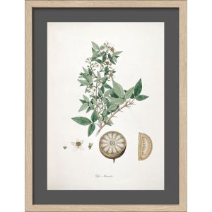 Framed-Art AN1311B25 30 x 40 33 x 43 Framed-Art AN1311B25 30 x 40 33 x 43
