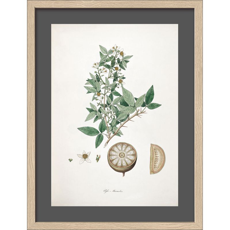 Framed-Art AN1311B25 30 x 40 33 x 43