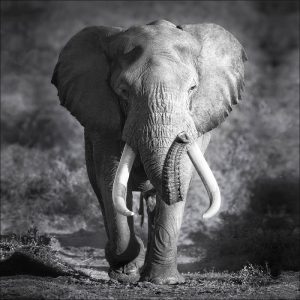 Canvas-Art Elefant 30 x 30 cm Canvas-Art Elefant 30 x 30 cm