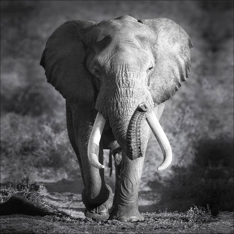 Canvas-Art Elefant 30 x 30 cm