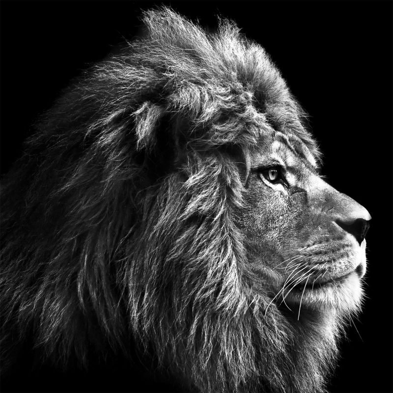 Glas-Art Grey Lion Head 20 x 20 Glasbild