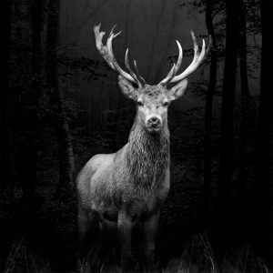 Glas-Art Grey Deer Head 50 x 50 Glasbild