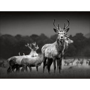 Canvas-Art Herd Of Deer 60 x 80 cm Canvas-Art Herd Of Deer 60 x 80 cm