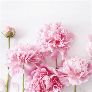 Canvas-Art Peonies I 30 x 30 cm Canvas-Art Peonies I 30 x 30 cm