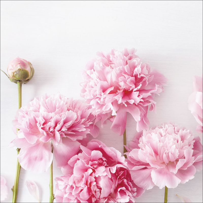 Canvas-Art Peonies I 30 x 30 cm