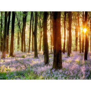 Canvas-Art Forest 90 x 120 cm Canvas-Art Forest 90 x 120 cm