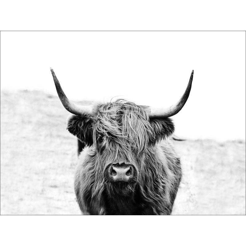 Canvas-Art Scot Highland Cat II 90 x 120 cm