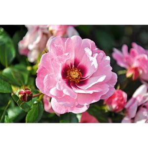 Plantiflor Persische Bienen-Rose Bright Eyes Topf Durchmesser 23 cm Plantiflor Persische Bienen-Rose Bright Eyes Topf Durchmesser 23 cm
