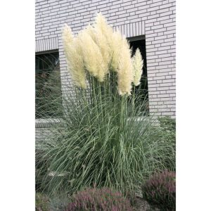 Plantiflor Kleines Pampasgras Pumila Topf Durchmesser 23 cm Plantiflor Kleines Pampasgras Pumila Topf Durchmesser 23 cm