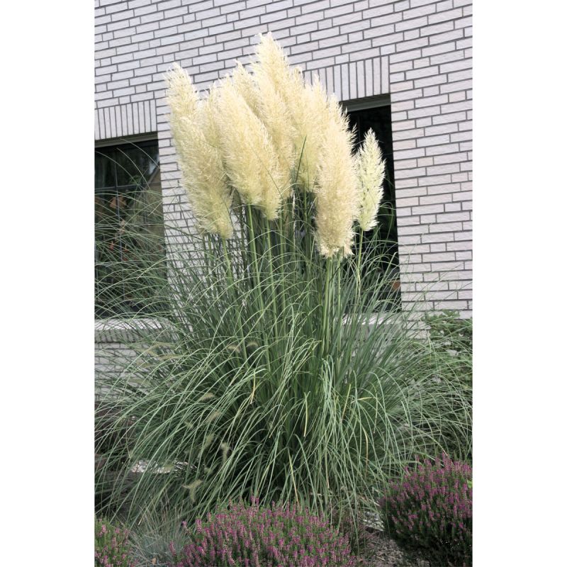 Plantiflor Kleines Pampasgras Pumila Topf Durchmesser 23 cm