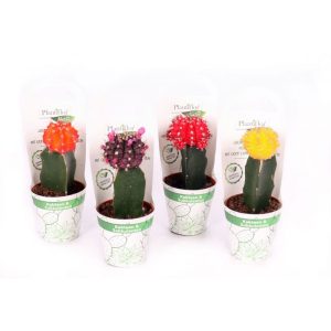 Plantiflor ZKAK Kaktus gepropft Mix Farben T6 PC Plantiflor ZKAK Kaktus gepropft Mix Farben T6 PC