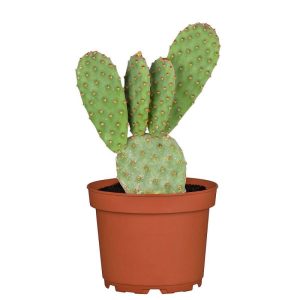 Plantiflor ZKAK Opuntia Mix T5,5 PC Plantiflor ZKAK Opuntia Mix T5,5 PC