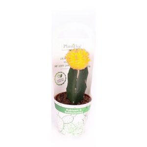 Plantiflor ZKAK Kaktus gepropft Mix Farben T9 PC Plantiflor ZKAK Kaktus gepropft Mix Farben T9 PC