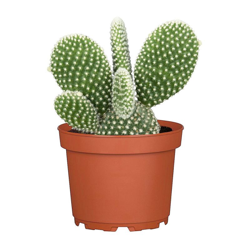 Plantiflor ZKAK Opuntia Mix microdasys T8,5 PC