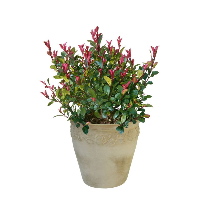 Plantiflor Glanzmispel Carré Rouge Topf Durchmesser 17 cm