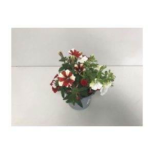 Plantiflor Beetpflanze Trio rot-weiß T13 Plantiflor Beetpflanze Trio rot-weiß T13