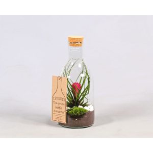 Plantiflor Green Bottle mit Bromelia Durchmesser 15 cm 36-38 cm hoch Plantiflor Green Bottle mit Bromelia Durchmesser 15 cm 36-38 cm hoch