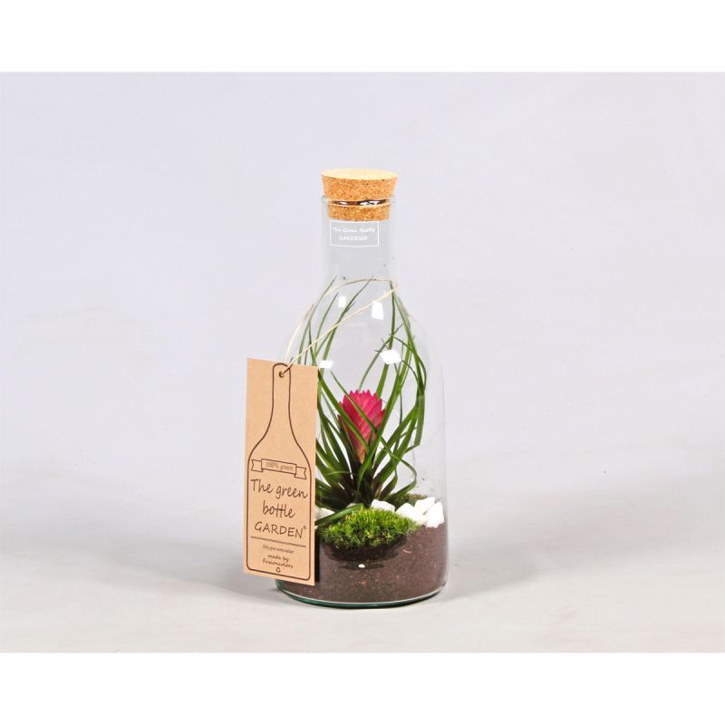 Plantiflor Green Bottle mit Bromelia Durchmesser 15 cm 36-38 cm hoch