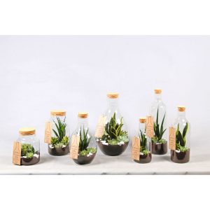 Plantiflor DEKO Green Bottle 22,5 cm mit Grünpflanzen Arrangement H 39-41 cm Plantiflor DEKO Green Bottle 22,5 cm mit Grünpflanzen Arrangement H 39-41 cm