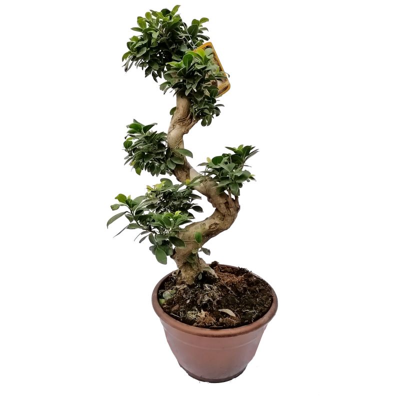 Plantiflor Ficus Ginseng S-Form 80 cm T25
