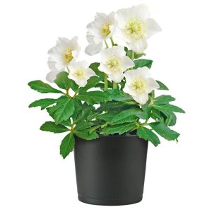 Plantiflor Christrose Topf Durchmesser 15 cm Plantiflor Christrose Topf Durchmesser 15 cm