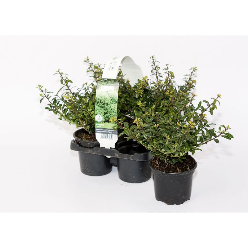 Plantiflor Berg-Ilex Stokes 4er-Pack