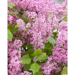 Plantiflor Zwergflieder Flowerfesta Pink Topf Durchmesser 20 cm Plantiflor Zwergflieder Flowerfesta Pink Topf Durchmesser 20 cm