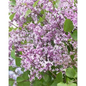 Plantiflor Zwergflieder Flowerfesta Purple Topf Durchmesser 20 cm Plantiflor Zwergflieder Flowerfesta Purple Topf Durchmesser 20 cm
