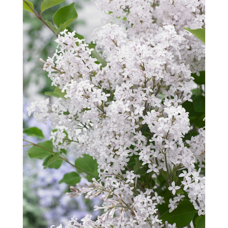 Plantiflor Zwergflieder Flowerfesta White Topf Durchmesser 20 cm