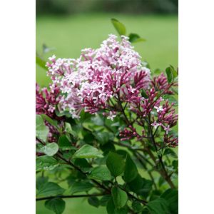 Plantiflor Zwergflieder Red Pixie Topf Durchmesser 22 cm Plantiflor Zwergflieder Red Pixie Topf Durchmesser 22 cm