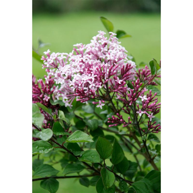 Plantiflor Zwergflieder Red Pixie Topf Durchmesser 22 cm