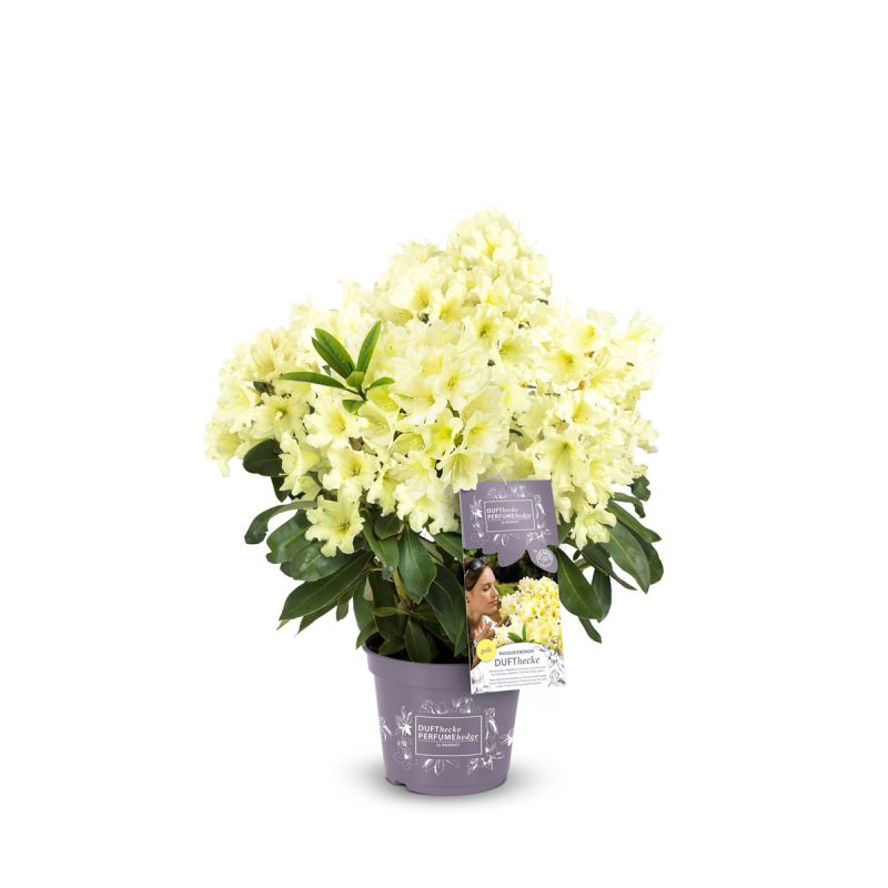Großblumige Alpenrosse Easydendron Topf Durchmesser 23 cm