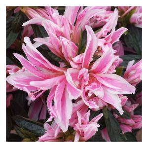 Plantiflor Zwerg-Azalee Pink Spider Topf Durchmesser 22 cm Plantiflor Zwerg-Azalee Pink Spider Topf Durchmesser 22 cm