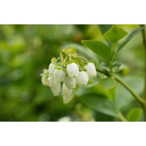 Plantiflor Heidelbeere Polarfruits Topf Durchmesser 23 cm Plantiflor Heidelbeere Polarfruits Topf Durchmesser 23 cm