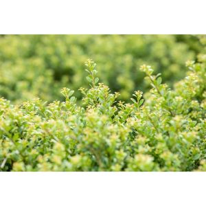 Plantiflor Berg-Ilex Glorie Dwarf Topf Durchmesser 23 cm Plantiflor Berg-Ilex Glorie Dwarf Topf Durchmesser 23 cm