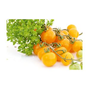 Plantiflor Cocktail Tomate Sunviva Topf Durchmesser 11 cm Plantiflor Cocktail Tomate Sunviva Topf Durchmesser 11 cm