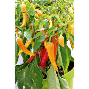 Plantiflor Grillpaprika Sweet Banana Topf Durchmesser 10,5 cm Plantiflor Grillpaprika Sweet Banana Topf Durchmesser 10,5 cm