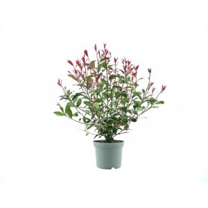 Plantiflor Glanzmispel Compacta Topf Durchmesser 23 cm Plantiflor Glanzmispel Compacta Topf Durchmesser 23 cm