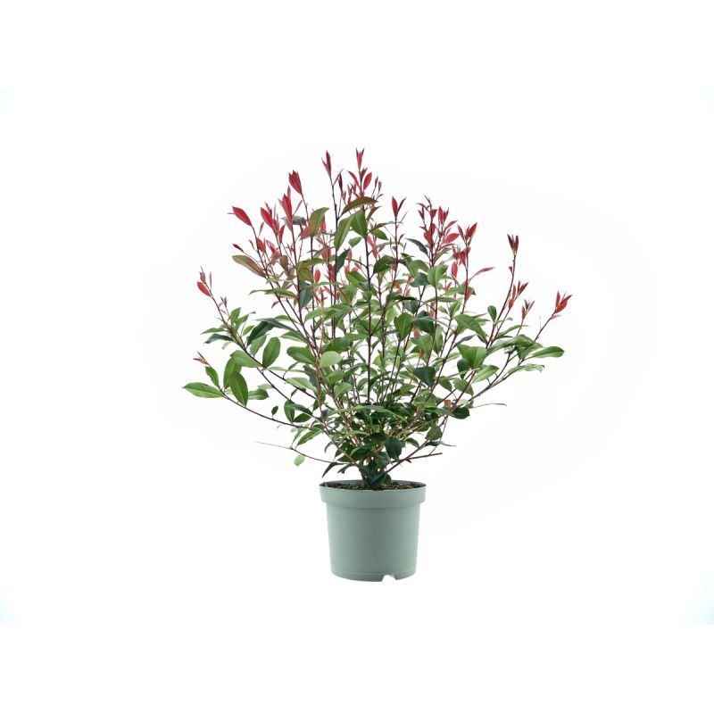 Plantiflor Glanzmispel Compacta Topf Durchmesser 23 cm