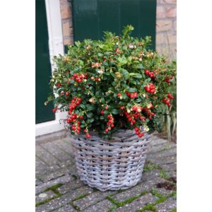 Plantiflor Preiselbeere Miss Cherry Topf Durchmesser 17 cm Plantiflor Preiselbeere Miss Cherry Topf Durchmesser 17 cm