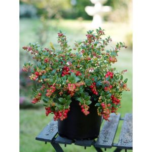 Plantiflor Preiselbeere Fire Balls Topf Durchmesser 17 cm