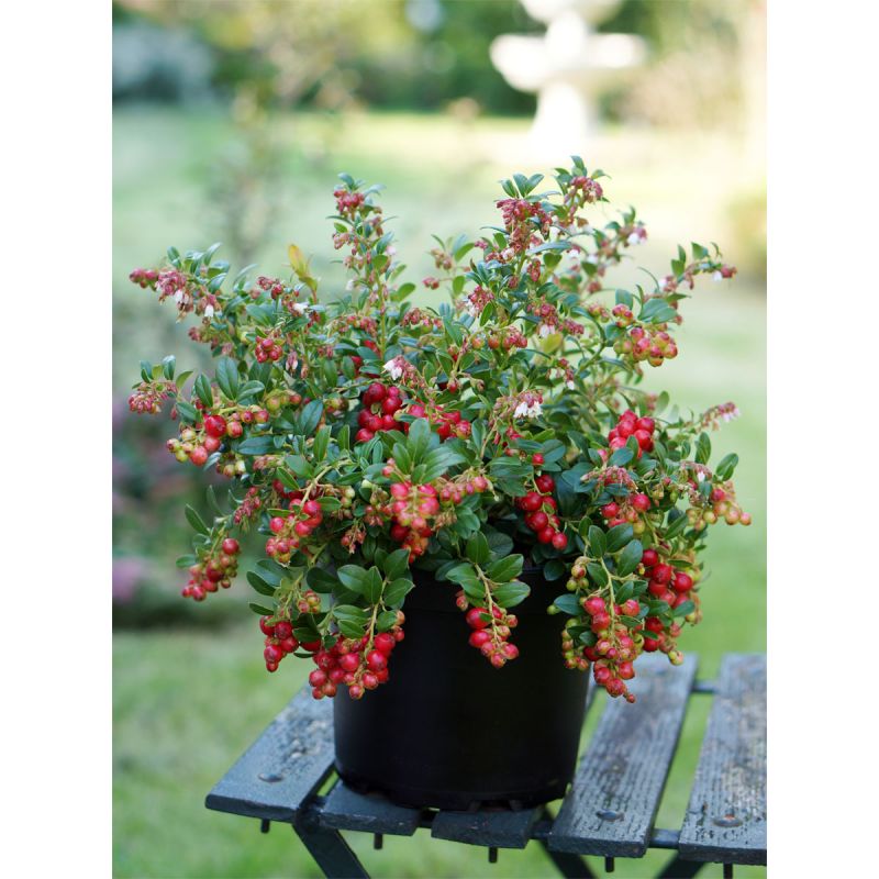 Plantiflor Preiselbeere Fire Balls Topf Durchmesser 17 cm