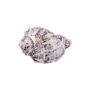 Deko-Muschel 7 x 4,5 x 3,3 cm silberfarben Deko-Muschel 7 x 4,5 x 3,3 cm silberfarben