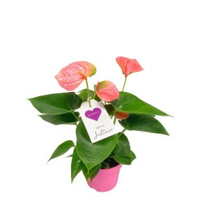 Plantiflor Flamingoblume Ton in Ton Topf- Durchmesser 10,5 cm Plantiflor Flamingoblume Ton in Ton Topf- Durchmesser 10,5 cm
