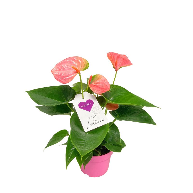 Plantiflor Flamingoblume Ton in Ton Topf- Durchmesser 10,5 cm